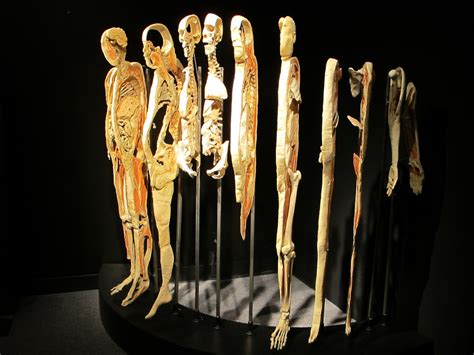 Visit Body Worlds & the Brain 2011 at the St. Louis Science Center | Review St. Louis