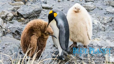 A Rare White King Penguin Chick | Blue Planet Archive