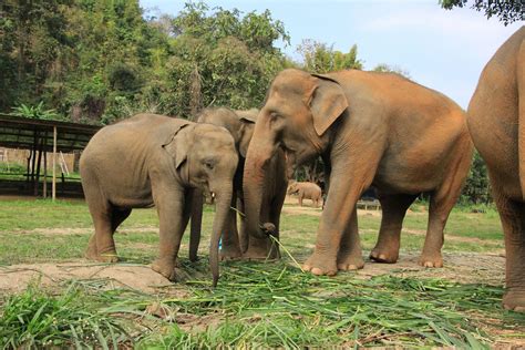 Elephant Sanctuary Chiang Mai Tour Package: Help Care for Elephants ...