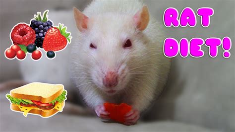 RAT DIET BASICS! (On A Budget) - YouTube