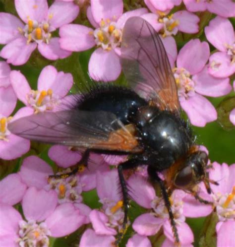 Tachinidae - Tachina - BugGuide.Net