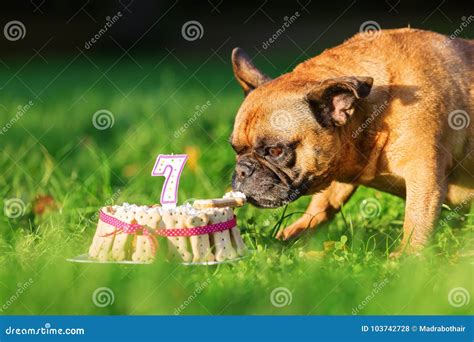 French Bulldog Eating from a Birthday Cake Stock Photo - Image of food, cute: 103742728