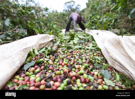 Coffee harvest brazil hi-res stock photography and images - Alamy