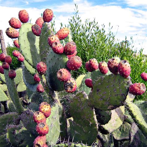 Indian fig Cactus seeds (Opuntia Ficus-Indica) - Price €2.25