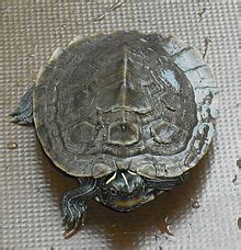 False map turtle - Wikipedia, the free encyclopedia