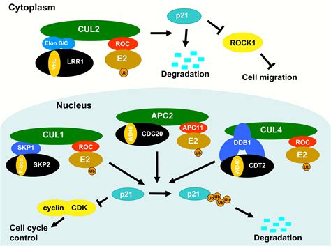 Targeting p21 Degradation Locally: Developmental Cell