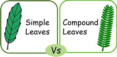 Difference Between Simple and Compound Leaves (with Comparison Chart ...