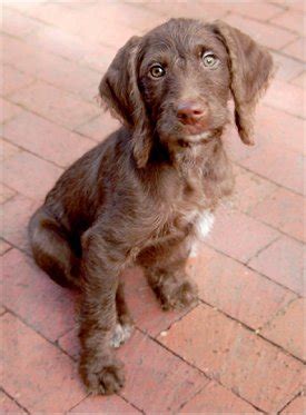 Weimardoodle (Weimaraner Poodle Mix) Info, Temperament, Training, Puppies, Pictures