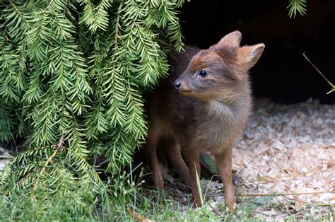 Adorable Pudu Deer Is Born at Queens Zoo in NYC