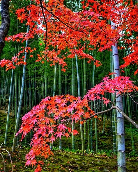 Tenryuji temple 11/2019 Autumn leaves and bamboo groves at the back door of Tenryuji The ...