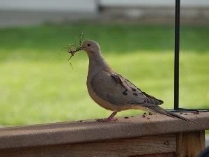 Mourning Dove Guide: Nesting Habits, Feeding, Mating Behaviors