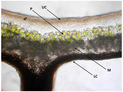 Lichen Cross Section