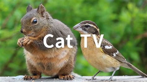 Cat TV: 6 Hours - Beautiful Birds, Squirrels, Nature sounds in Canadian ...