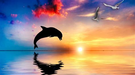 Dolphin Backgrounds Free Download