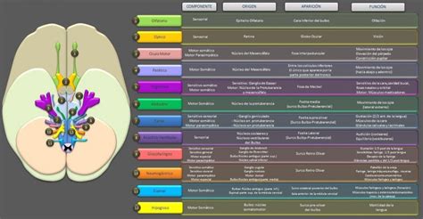 Cuales Son Los 12 Pares Craneales Y Su Funcion - Dinami