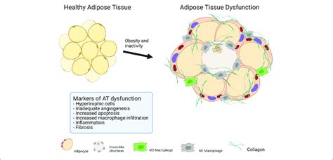 | Makers of adipose tissue dysfunction. | Download Scientific Diagram