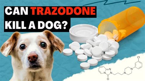 Can Trazodone Kill a Dog? The Answer May Surprise You! – Petanew