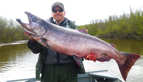 Alaska King Salmon - Alaska Fishing Guide | Fishtale River Guides