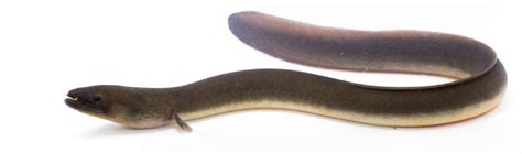 Freshwater Aquarium Eels Species - Types & Guide » Petsoid