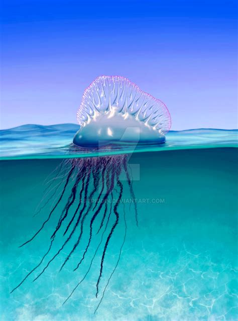 Portuguese Man O War Jellyfish / Physalia Physalis by Astriddin on DeviantArt