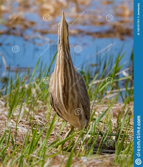 American Bittern Camouflage Behavior by Standing Still in Grass Field ...