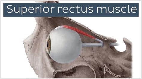 superior rectus muscle function Archives - SAMARPAN PHYSIOTHERAPY CLINIC AHMEDABAD