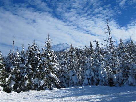 Snow-covered Trees · Free Stock Photo