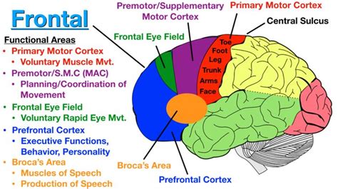 the frontal view of the human brain, with labels on its functions and ...