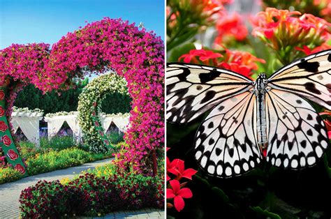 Dubai Miracle Garden & Butterfly Garden – Tickets & Infos