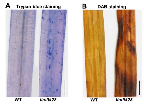 Histochemical staining of WT and llm9428. (A) Trypan blue staining of ...