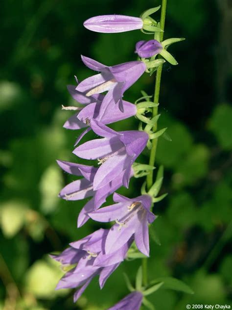 Campanula rapunculoides (Creeping Bellflower): Minnesota Wildflowers