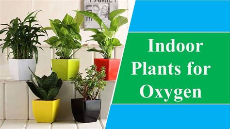 Dazzling 15 Indoor Plants for Oxygen That Boost Your Health