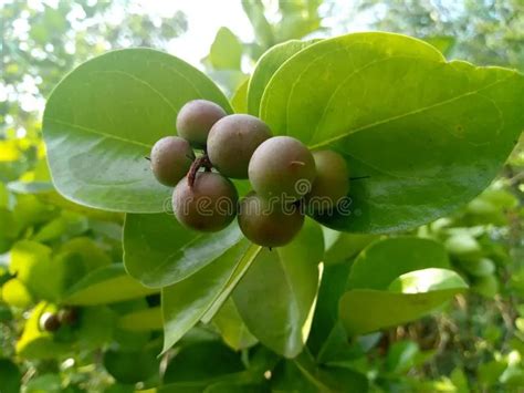 Green Nilgiri Tree Plant, For Medicinal at Rs 60/piece in Lucknow | ID: 25952577562