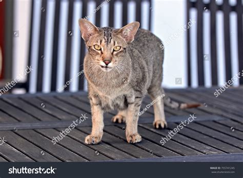 Dark Siamese Cat Stock Photo 755741245 | Shutterstock