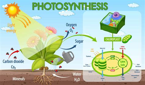 Overall Process Of Photosynthesis