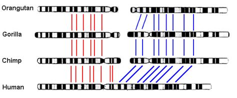 How much of our DNA is identical to the DNA of a chimp? | Socratic