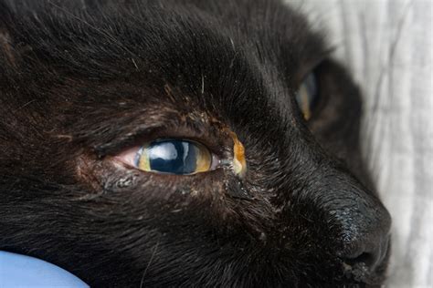 Feline Herpesvirus - Cat Herpes Symptoms - My Family Vets