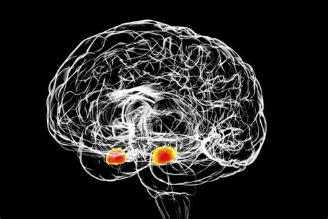 Amygdala: Anatomy, Location, and Function