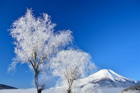 Musim dingin, langit, salju, pohon, Jepang, gunung Fuji, Wallpaper HD | Wallpaperbetter