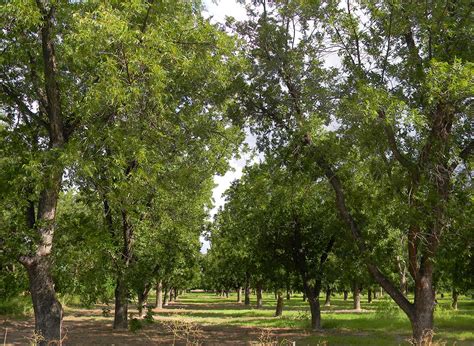 Pecans | A Southern New Mexico Staple - LasCruces.com