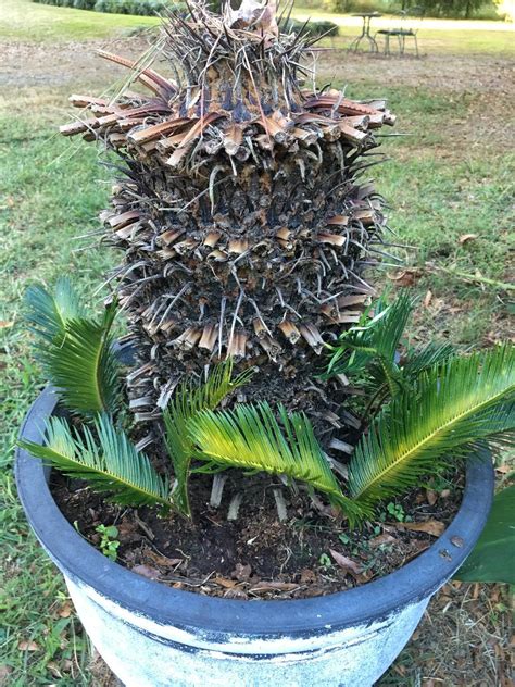 Separating and planting sago palm pups | Walter Reeves: The Georgia ...