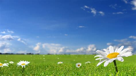 Field Of Daisies HD desktop wallpaper : Widescreen : High Definition : Fullscreen