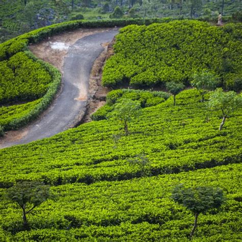 Ceylon tea plantation Stock Photos, Royalty Free Ceylon tea plantation ...