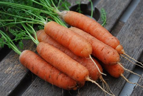 Carrot Varieties, Varieties of Carrots, Types of Carrots