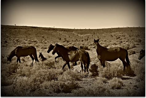 Julie Townsend Studio: Wild Horses of Nevada