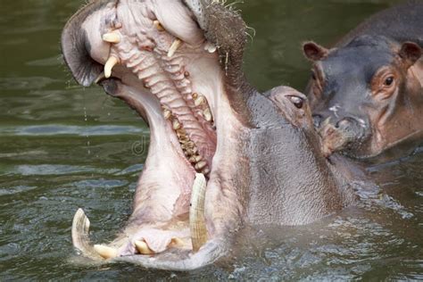 Yawning hippo stock photo. Image of mouth, aquatic, game - 18051288