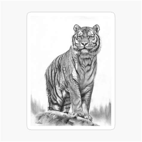 Realistic Tiger Pencil Drawing | ubicaciondepersonas.cdmx.gob.mx