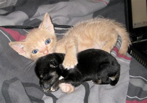 Kitten with baby puppy - Teh Cute