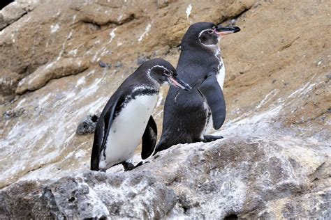 14 Facts About Galapagos Penguins - Facts.net