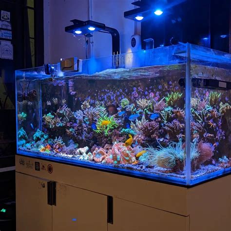 Biaya Pembuatan Aquarium Air Laut Nano Tank - Panduan Reefer Pemula